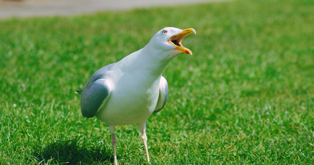 叫ぶカモメ