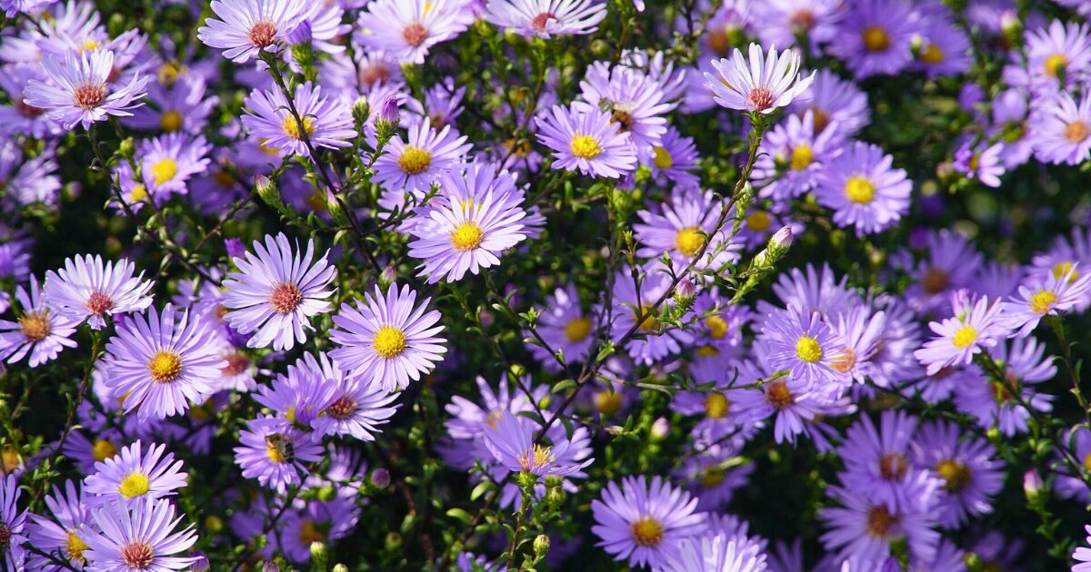 aster